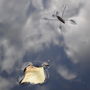 10776_thumb